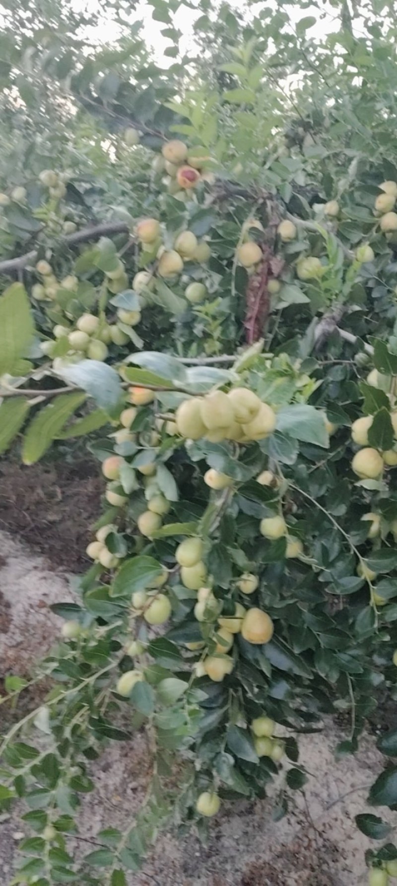 加工厂用的梨枣，需要的联系