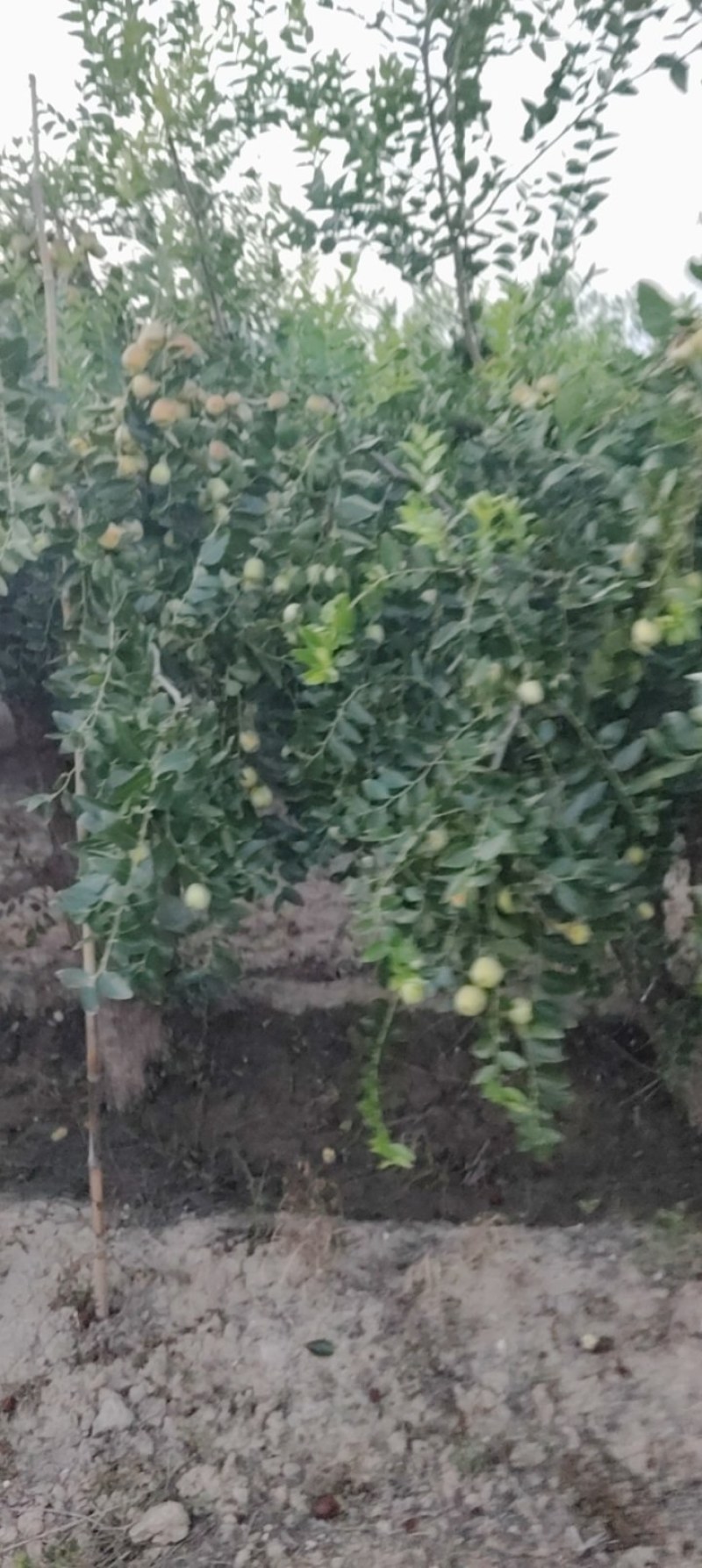 加工厂用的梨枣，需要的联系
