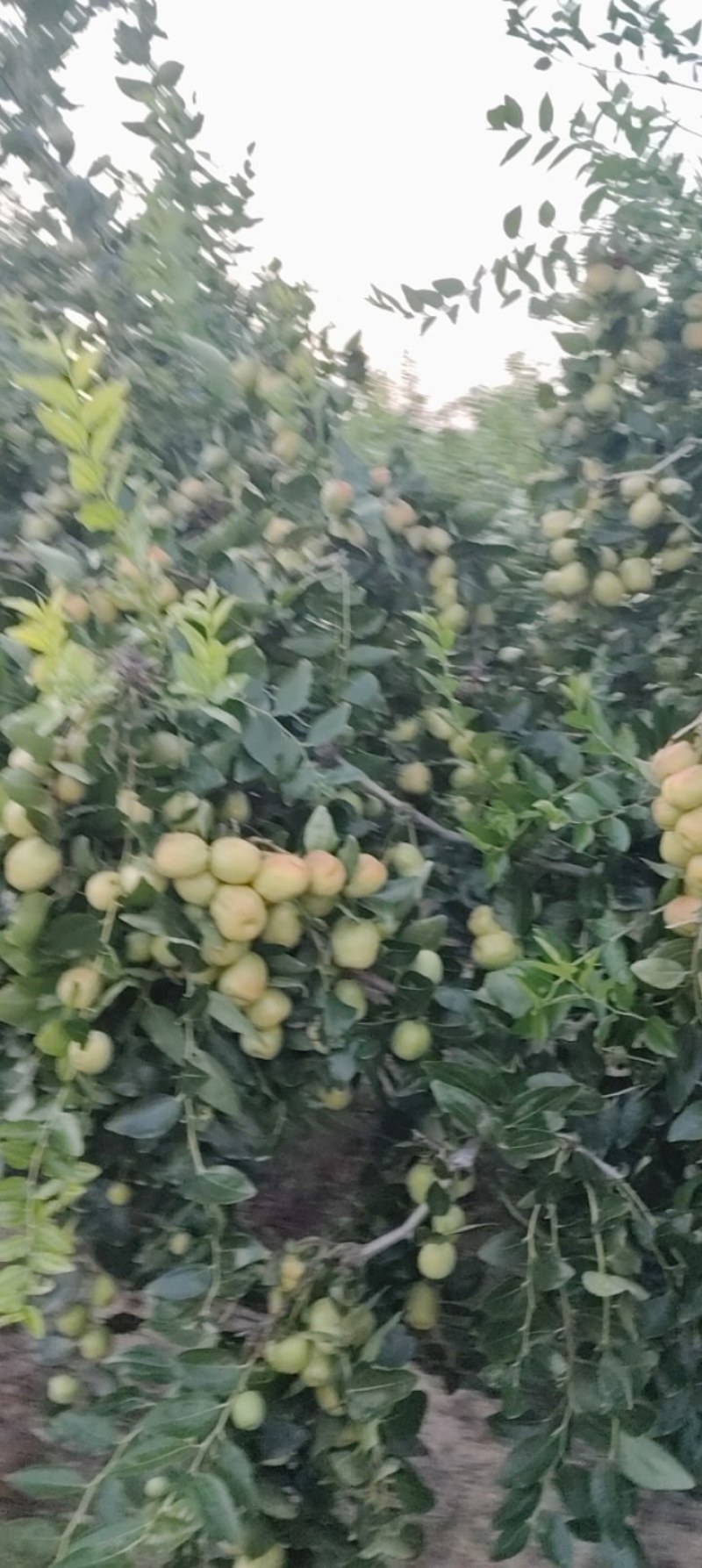 加工厂用的梨枣，需要的联系