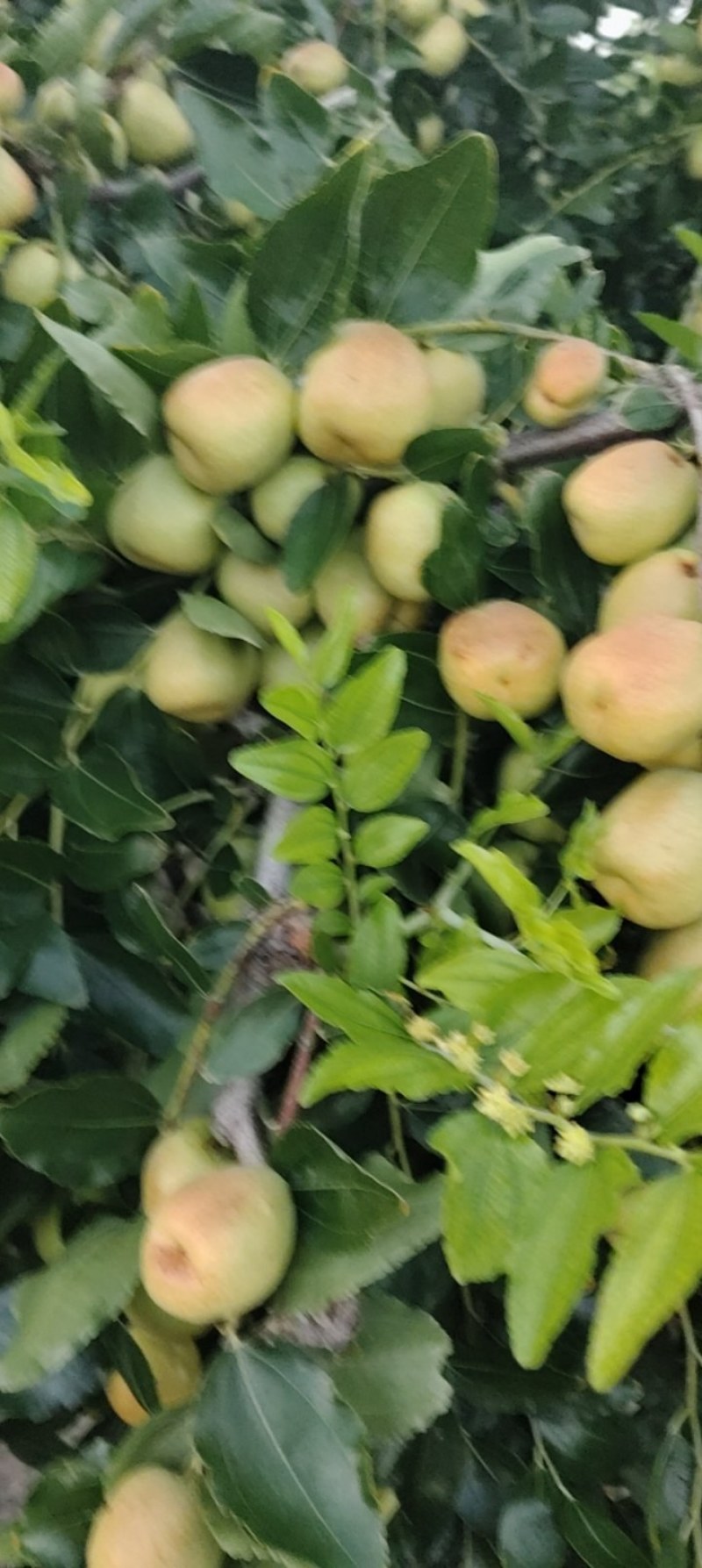 加工厂用的梨枣，需要的联系