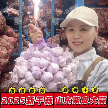 《金乡大蒜》紫皮大蒜/产地直发/价格公道/全国整车批发
