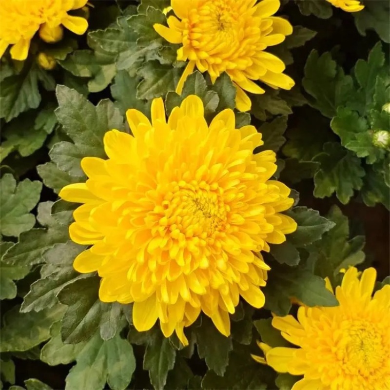 菊花，九月菊，大菊花，千头菊，国庆菊，种植基地