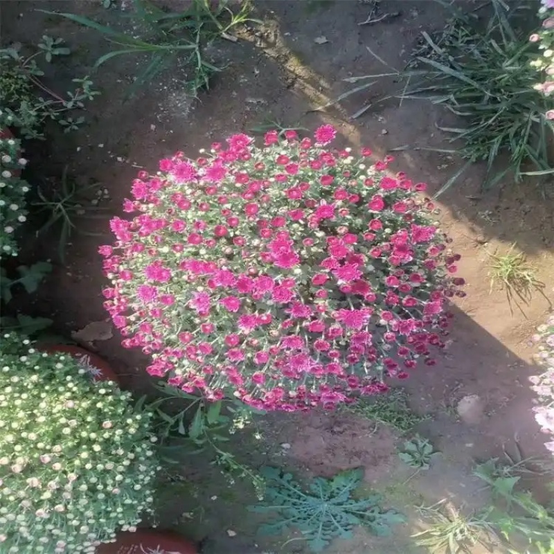 菊花，九月菊，大菊花，千头菊，国庆菊，种植基地
