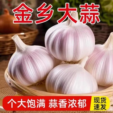 《金乡大蒜》紫皮大蒜/产地直发/价格公道/全国整车批发