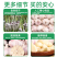 《金乡大蒜》紫皮大蒜/产地直发/价格公道/全国整车批发