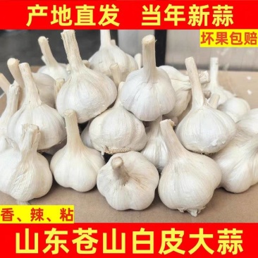 《白皮蒜》金乡大蒜/苍山大蒜/品质保证/全国供应电商市场