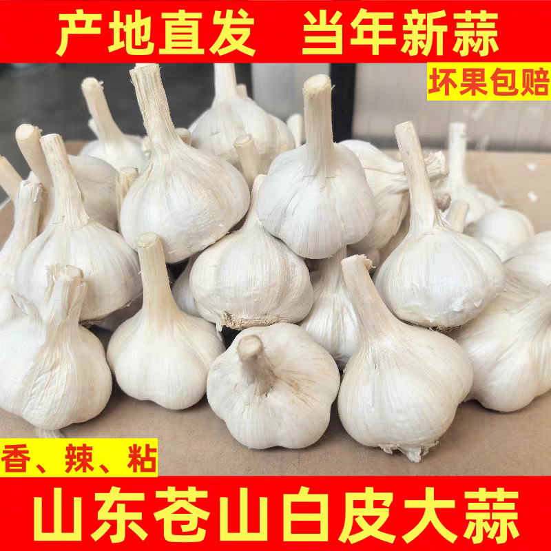 《白皮蒜》金乡大蒜/苍山大蒜/品质保证/全国供应电商市场