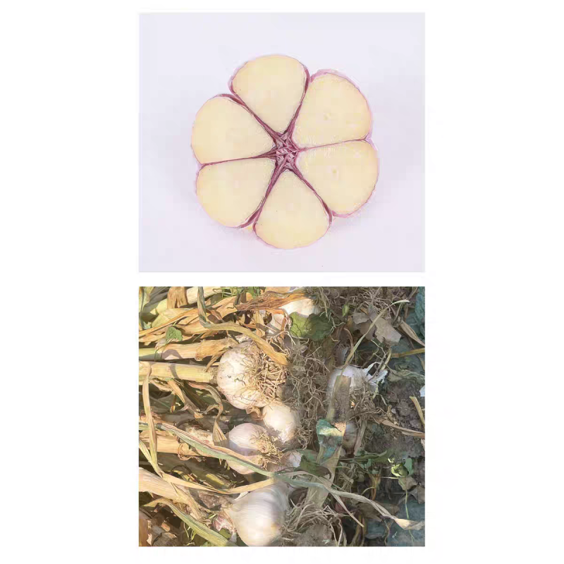《白皮蒜》金乡大蒜/苍山大蒜/品质保证/全国供应电商市场