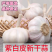 《白皮蒜》金乡大蒜/苍山大蒜/品质保证/全国供应电商市场