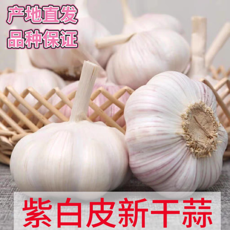 《白皮蒜》金乡大蒜/苍山大蒜/品质保证/全国供应电商市场