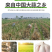 《白皮蒜》金乡大蒜/苍山大蒜/品质保证/全国供应电商市场
