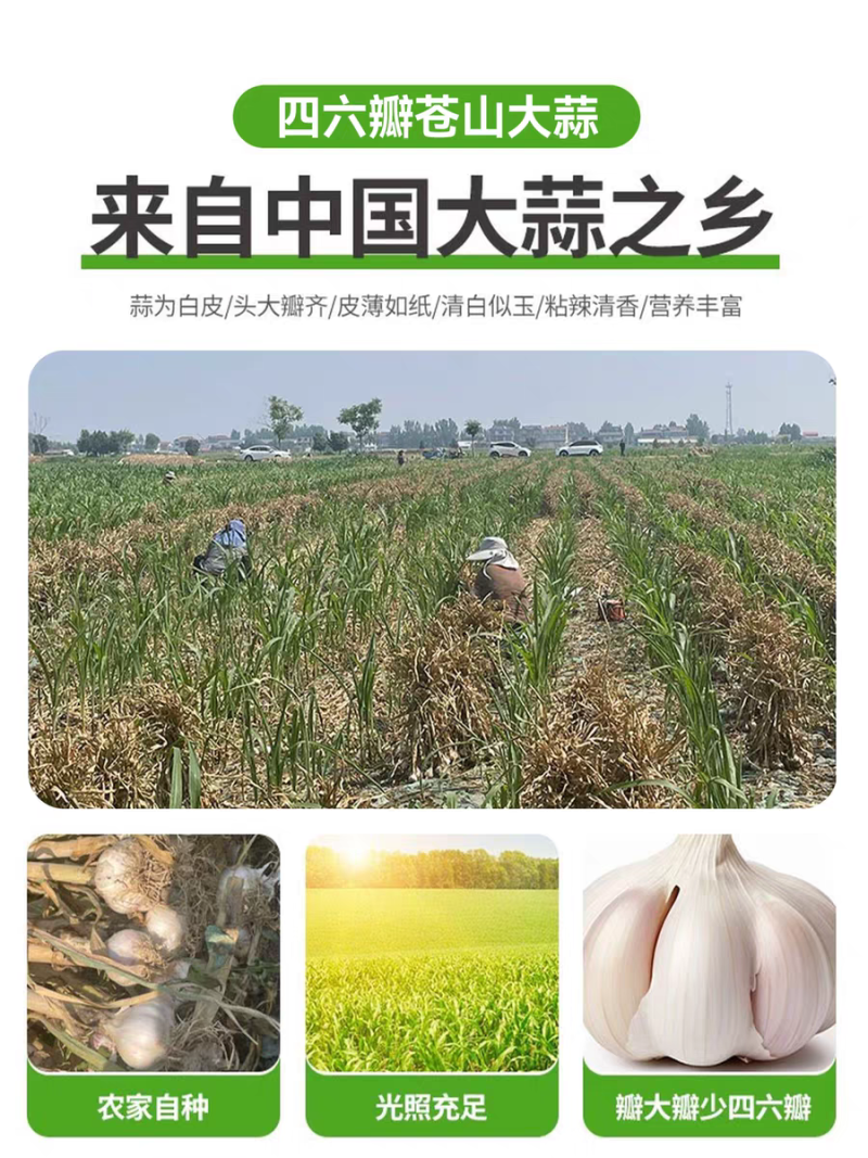 《白皮蒜》金乡大蒜/苍山大蒜/品质保证/全国供应电商市场