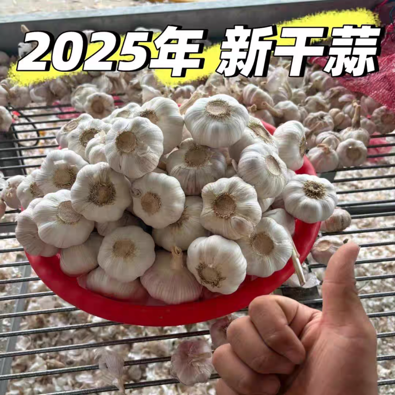 《白皮蒜》金乡大蒜/苍山大蒜/品质保证/全国供应电商市场