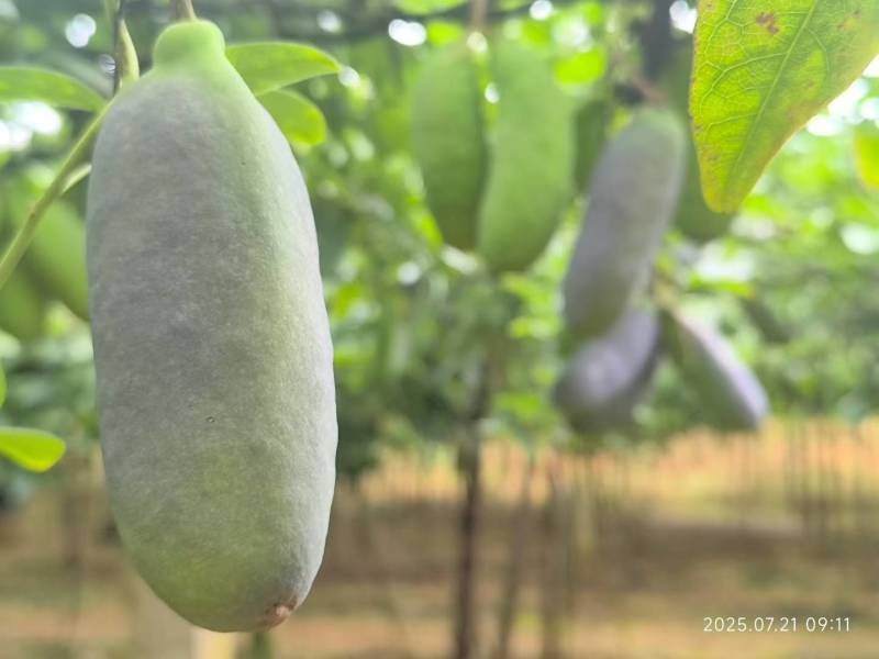 八月瓜（八月炸）网红水果，支持一件代发包邮