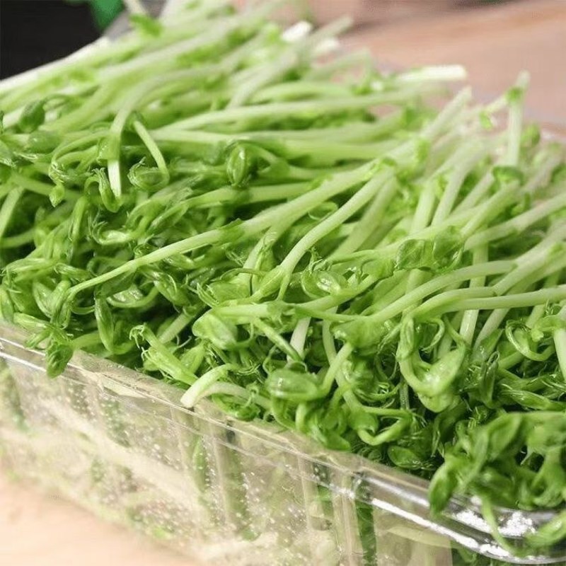 新鲜豌豆苗