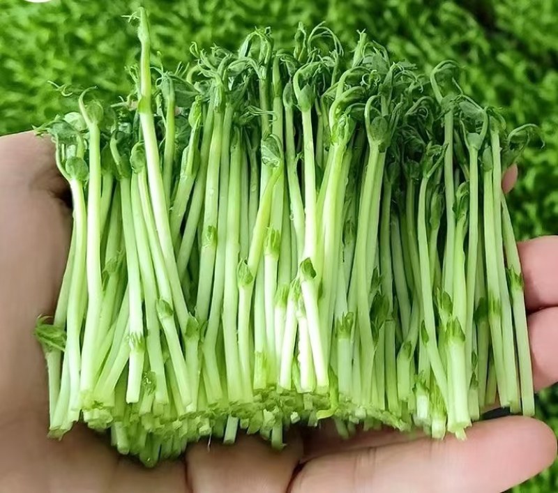 新鲜豌豆苗