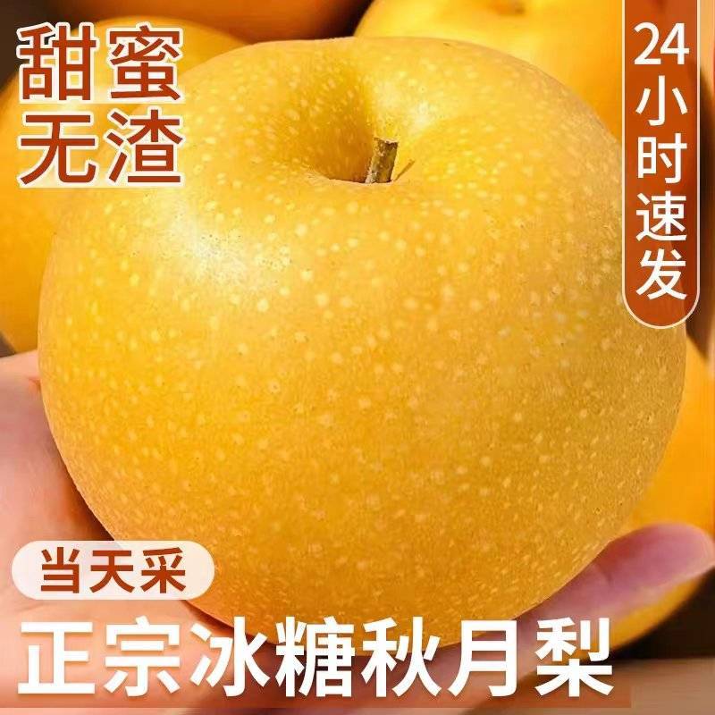 正宗秋月梨产地直销，糖度13度+，化渣度好诚信出货