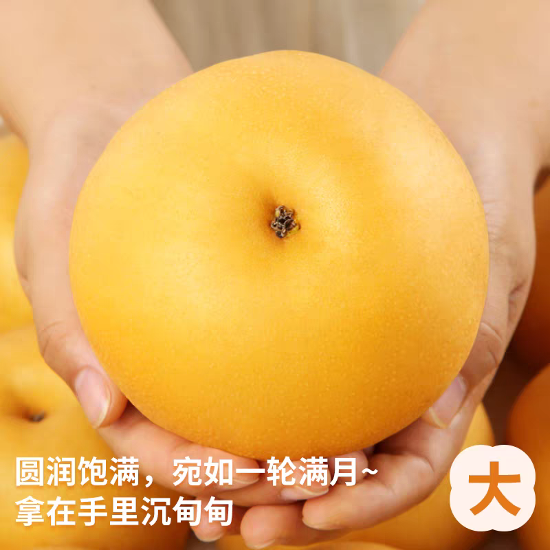 正宗秋月梨产地直销，糖度13度+，化渣度好诚信出货