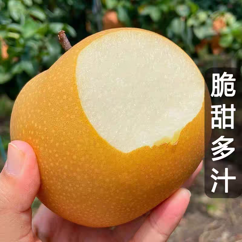 正宗秋月梨产地直销，糖度13度+，化渣度好诚信出货