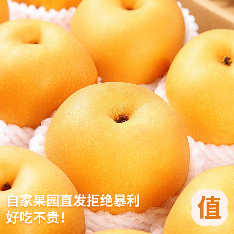正宗秋月梨产地直销，糖度13度+，化渣度好诚信出货