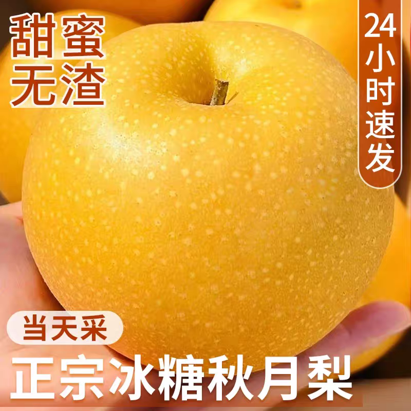 正宗秋月梨产地直销，糖度13度+，化渣度好诚信出货