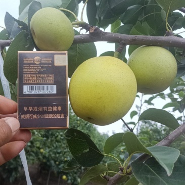 皇冠梨光果