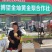 朋友们我这是自己种的没有中间商，请放心购买，货真价实，