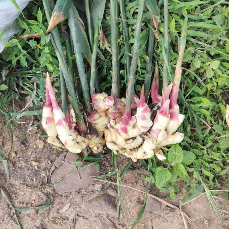 精选云南小黄姜云南基地直供质量保证量大优惠全国发货