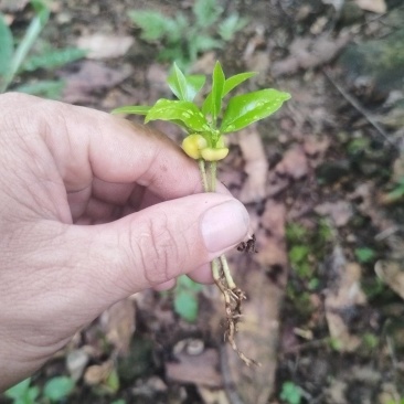 沉香芽苗