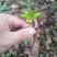 沉香芽苗
