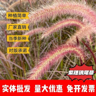 紫穗狼尾草种子厂家一手货源批发品质保证价格美丽欢迎联系
