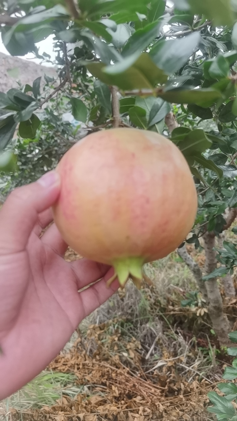 突尼斯软籽石榴粉籽