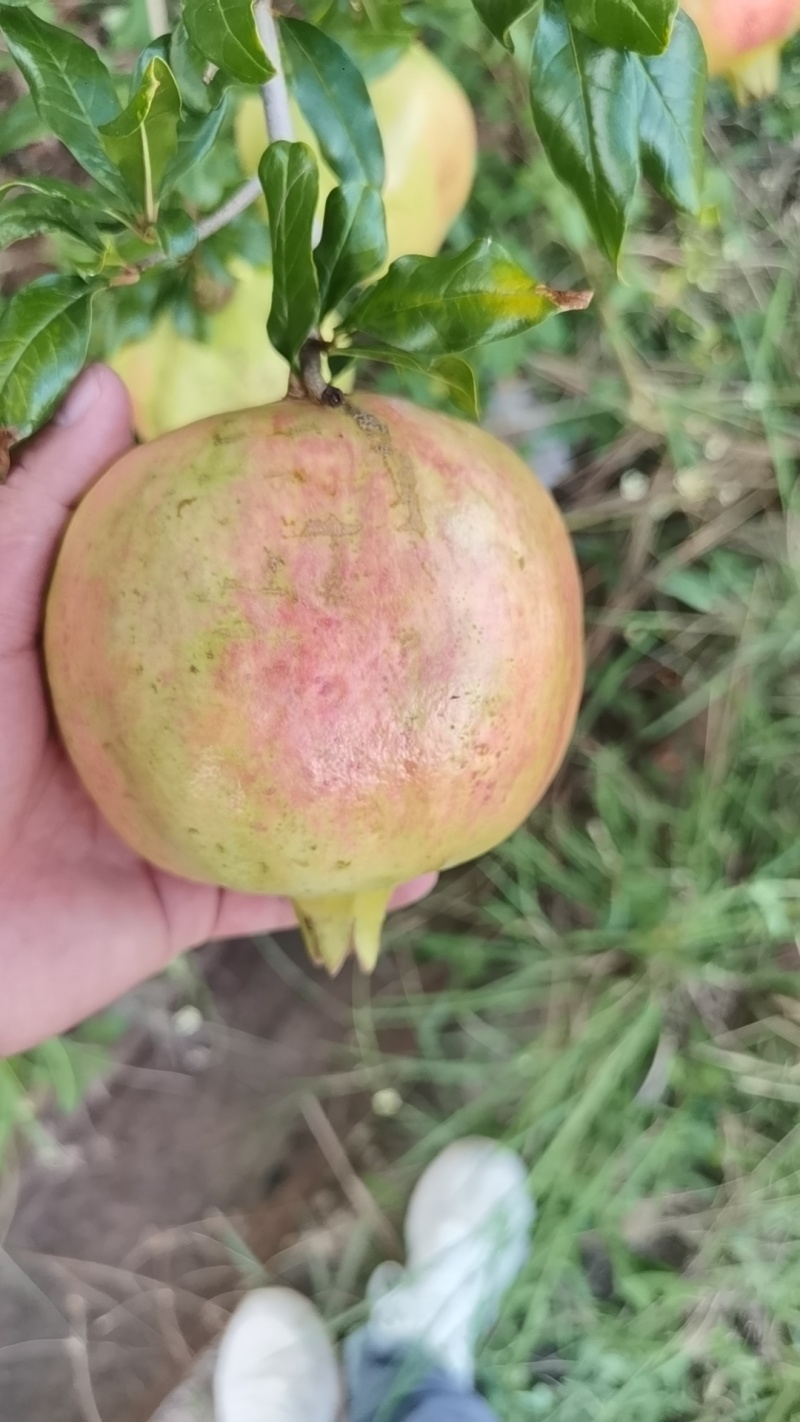 突尼斯软籽石榴粉籽