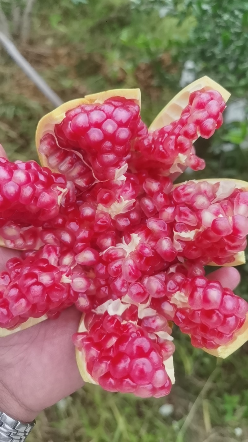 突尼斯软籽石榴粉籽