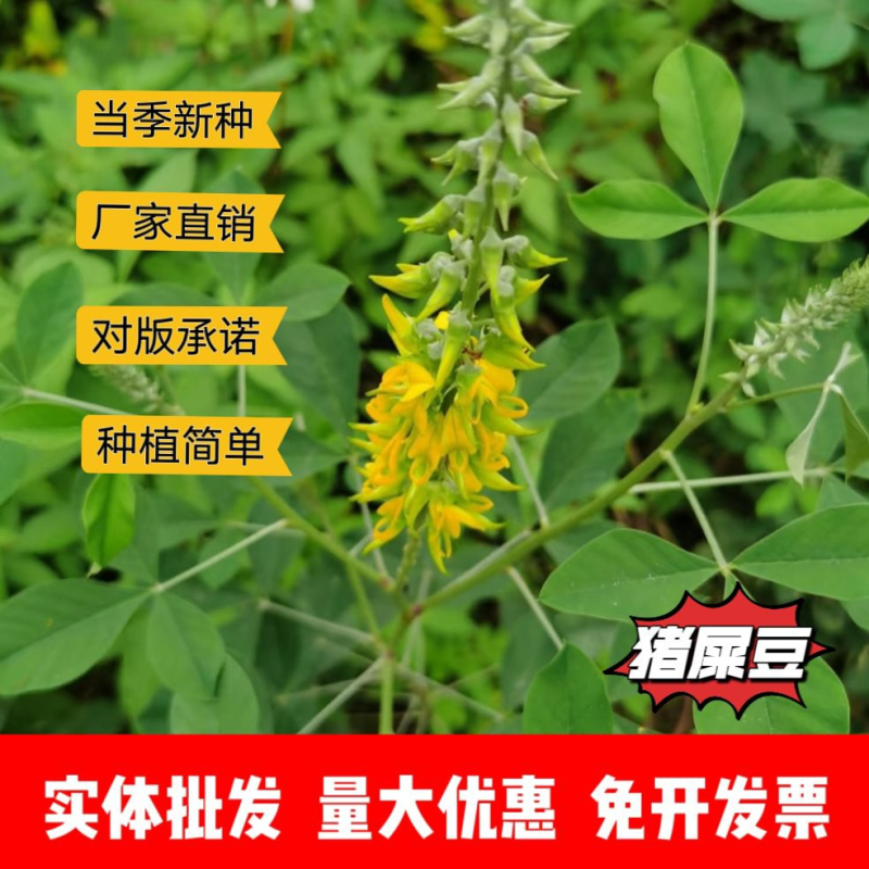 猪屎豆种子厂家一手货源批发品质保证价格便宜欢迎联系合作