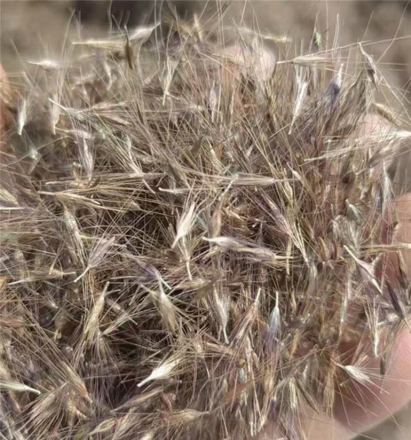 紫穗狼尾草种子厂家一手货源批发品质保证价格美丽欢迎联系