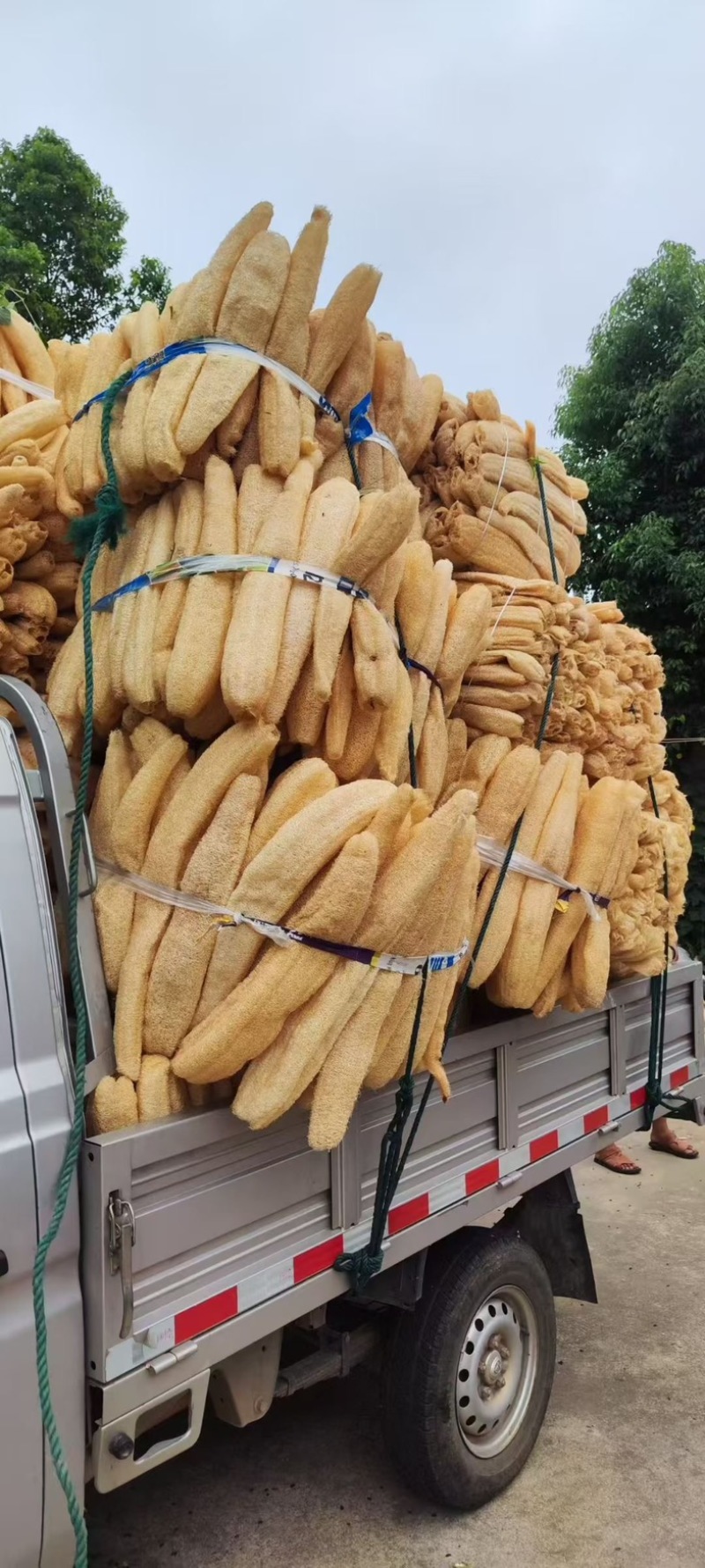 精品丝瓜络46一斤50斤起批