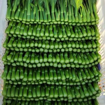 基地直销菜心