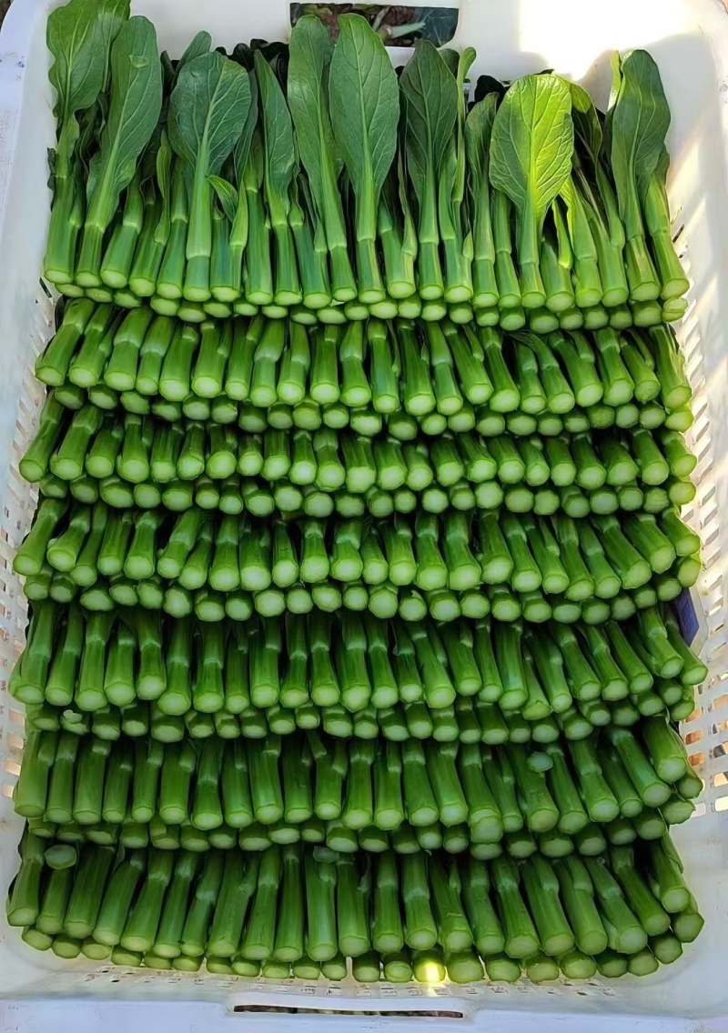 基地直销菜心