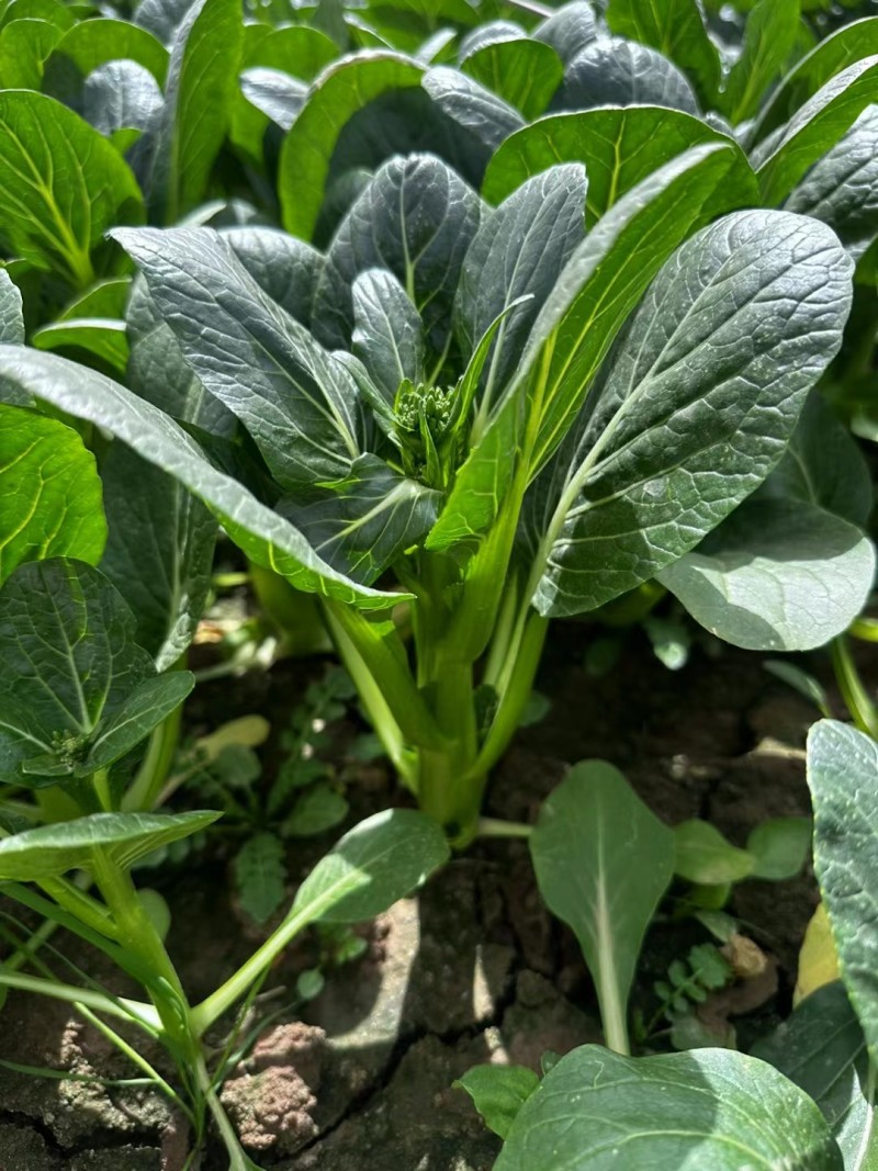 基地直销菜心