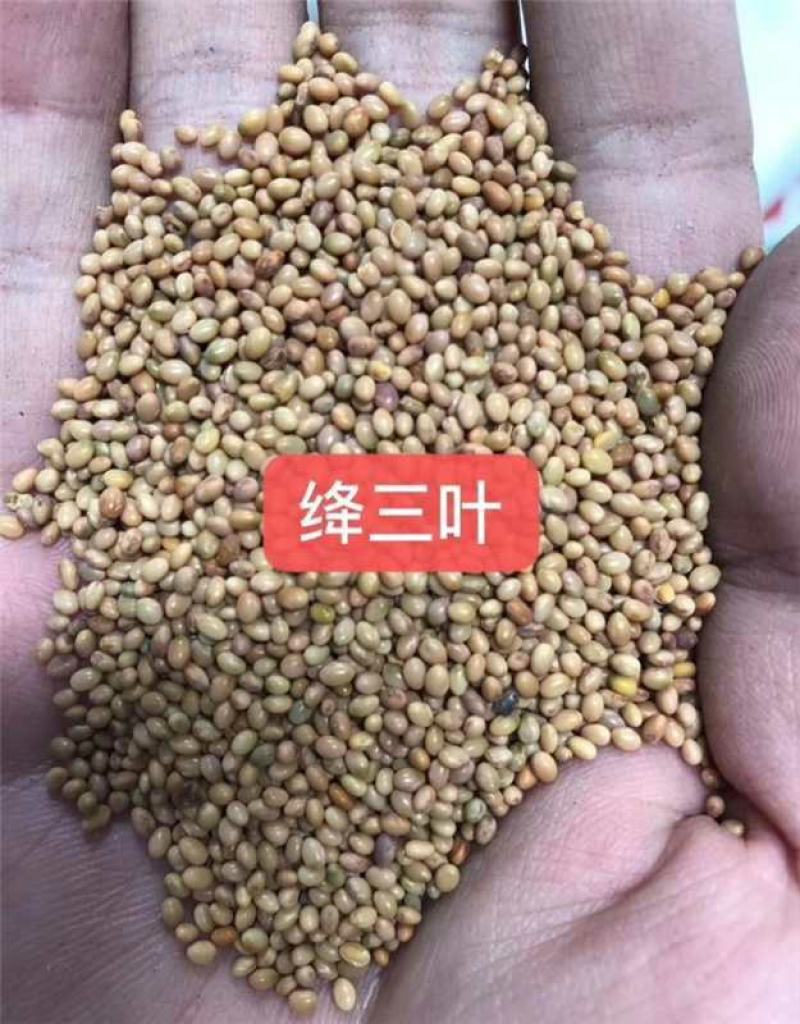 绛三叶种子厂家一手货源批发品质保证价格便宜欢迎联系合作