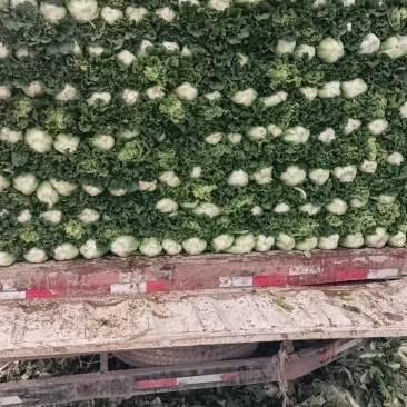 精品高山毛白菜预定中