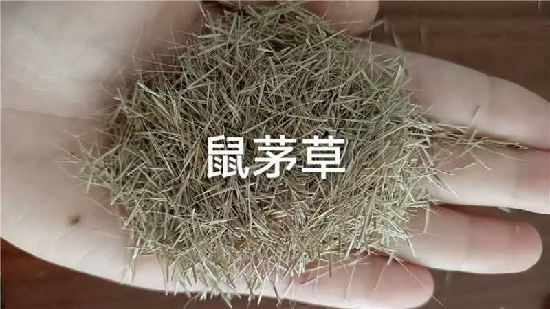 鼠茅草种子果园绿肥**厂家一手货源