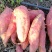 西瓜红红薯现挖现发卖相好无机械伤断头大小都有可以做箱装接电商