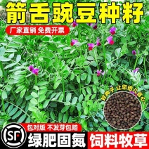 箭舌豌豆种子厂家一手货源批发品质保证价格美丽欢迎联系合作