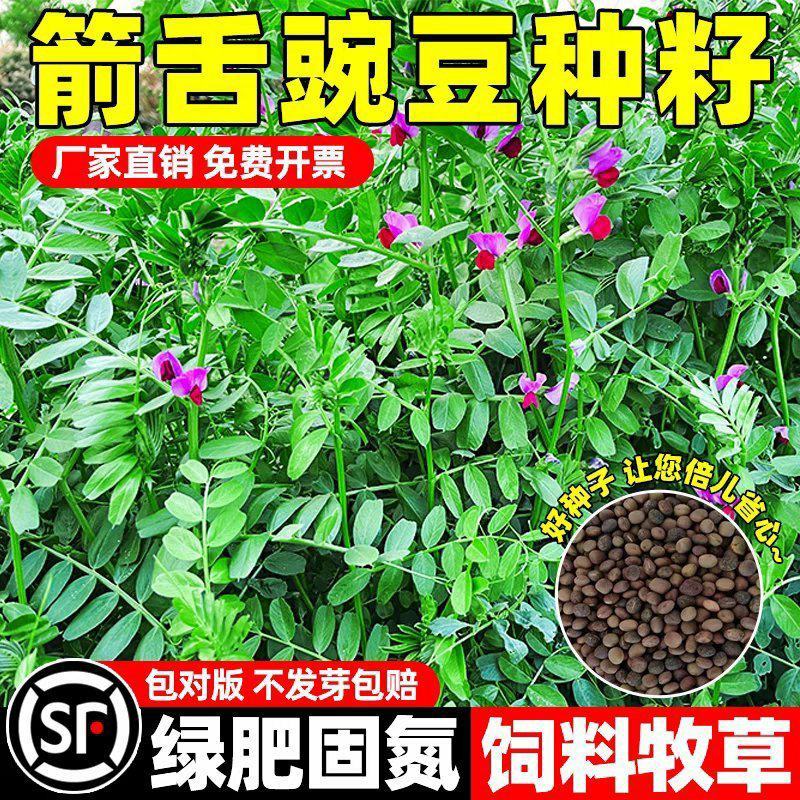 箭舌豌豆种子厂家一手货源批发品质保证价格美丽欢迎联系合作