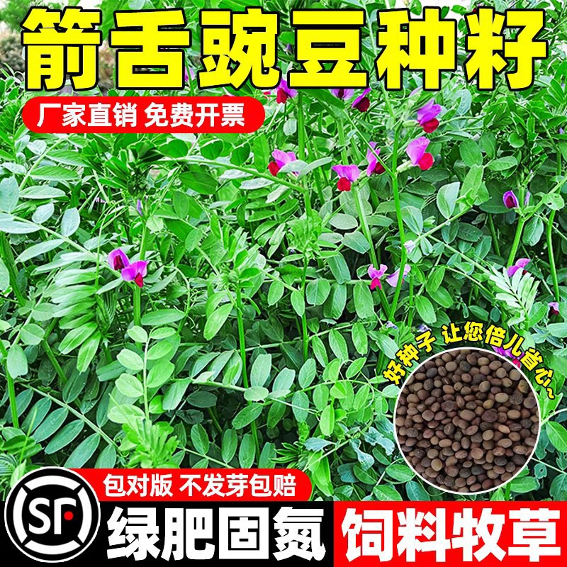 箭舌豌豆种子厂家一手货源批发品质保证价格美丽欢迎联系合作