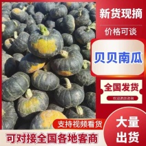 【一手货源】高品质贝贝南瓜粉糯板栗味有机/绿色种植