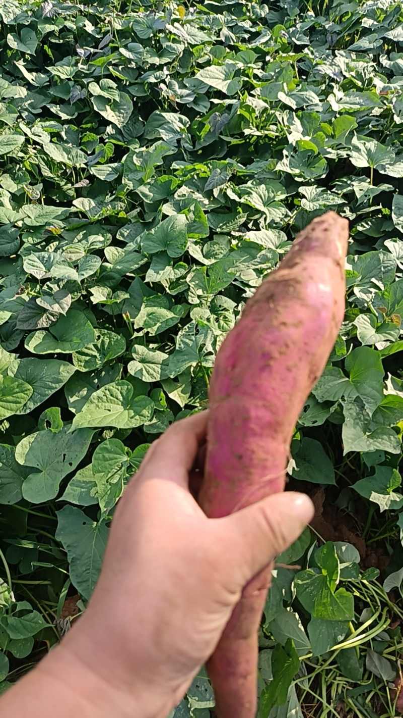 商署19上市条形细直表皮干净口感软糯署面干净按需分拣满意为止