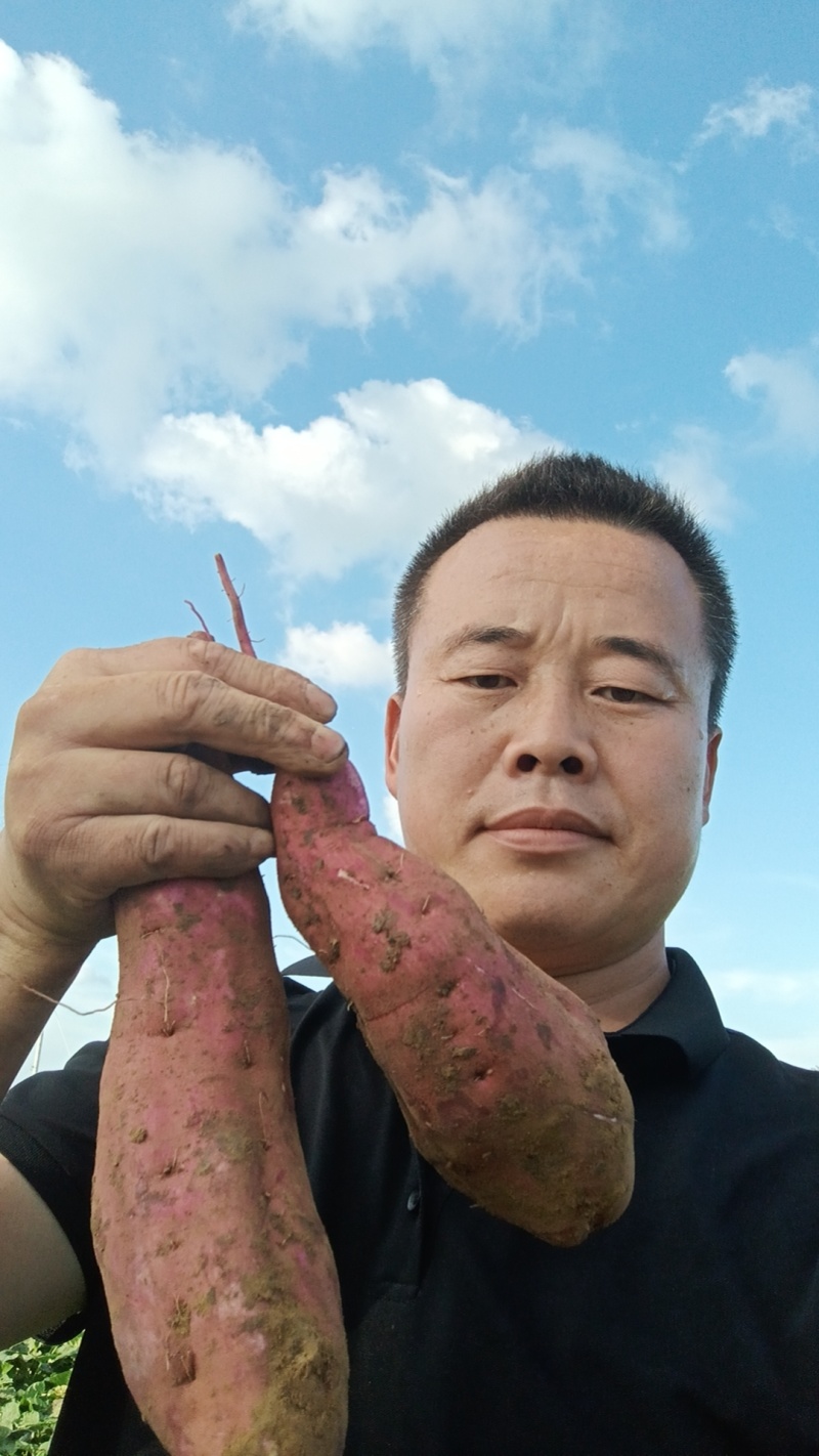 商署19上市条形细直表皮干净口感软糯署面干净按需分拣满意为止